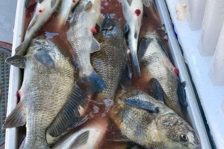 a fish swimming under water