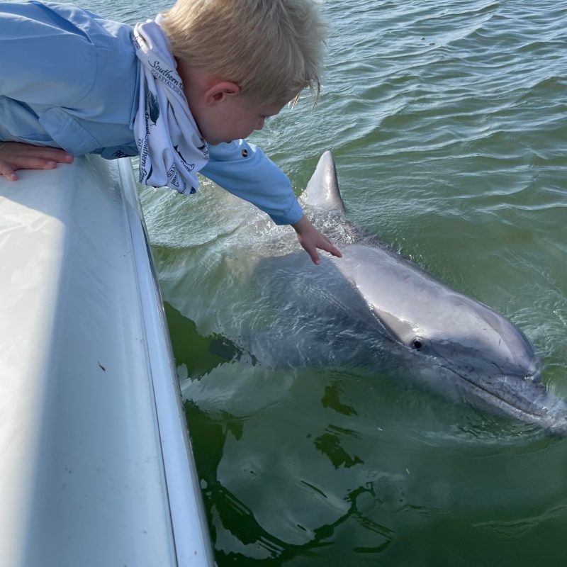 Dolphin in water next to boat
