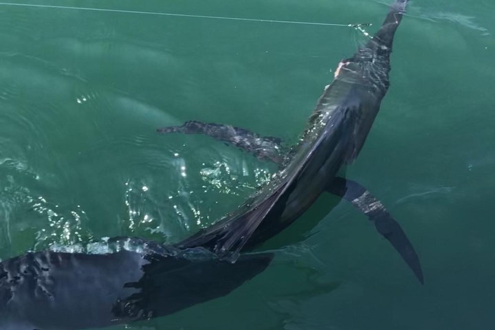 Sailfish hooked next to Galeforce